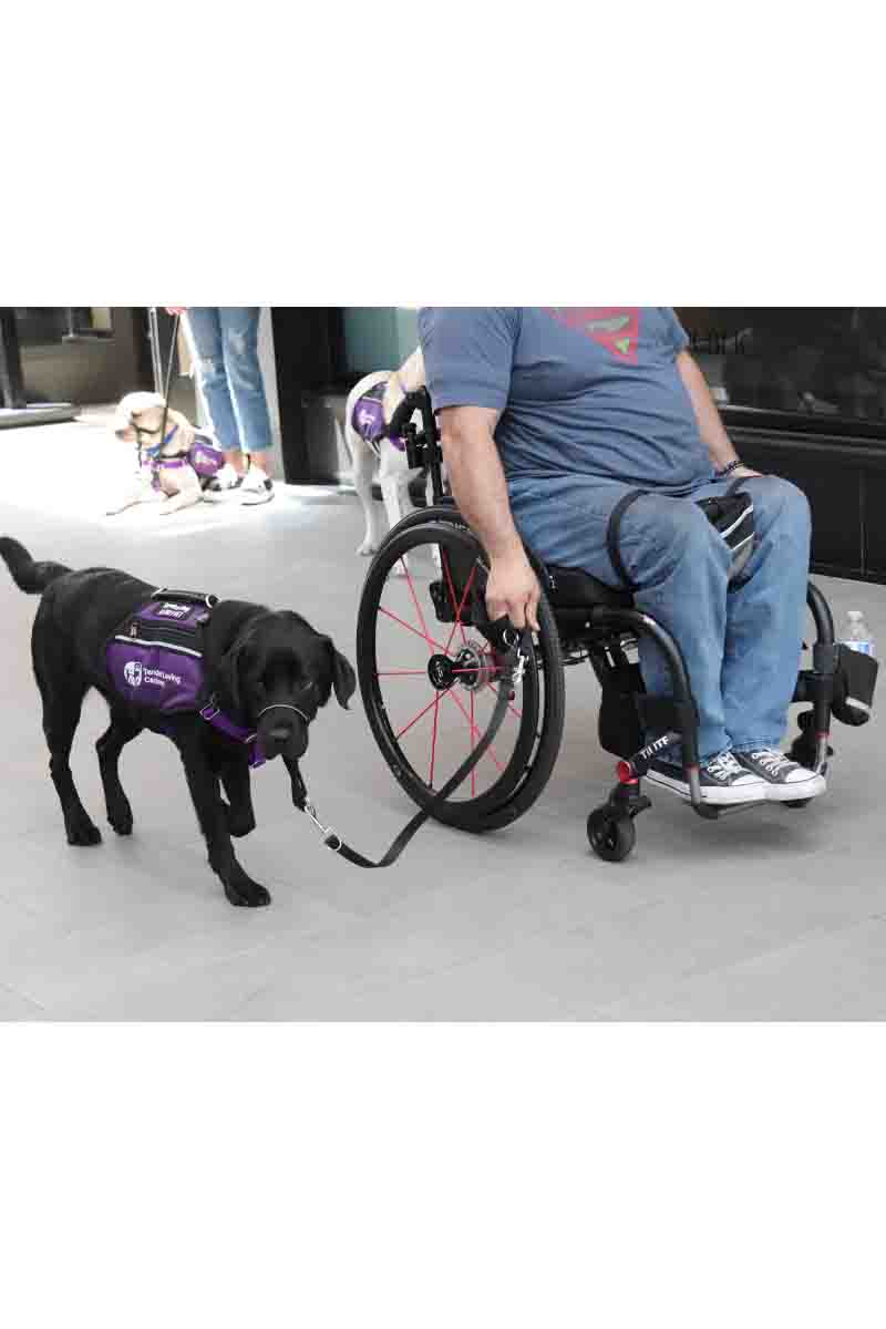 A service dog and its partner