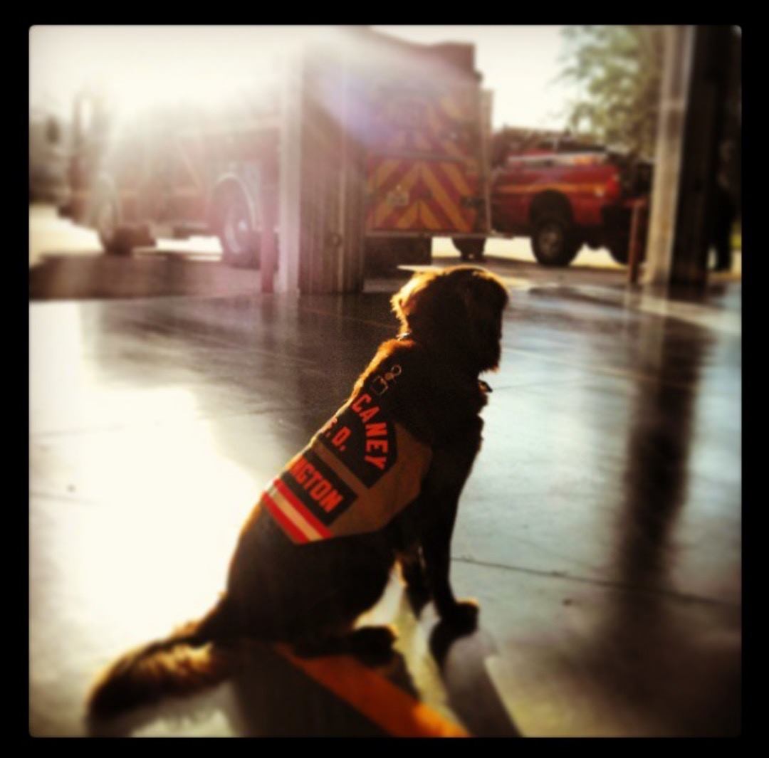 K9 Remington, a service dog